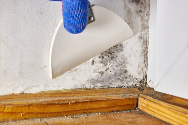 Best Water Damage & Mold Remediation  in Plantation, FL